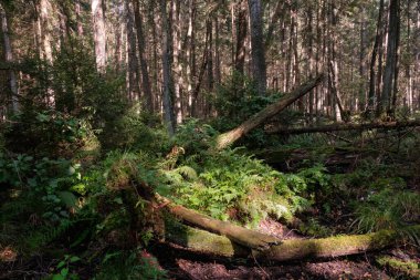 Yaz mevsimi kozalaklı orman ağacı Stan güneşin altında çam ve çam ağaçları, Bialowieza Ormanı, Polonya, Avrupa