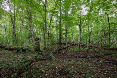 Yaz mevsimi ıslak ormanlar, kırık ölü ağaçlar, ialowieza Ormanı, Polonya, Avrupa