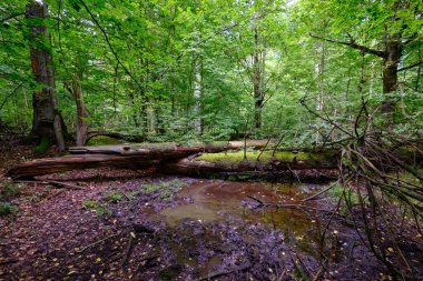 Yaz mevsimi ıslak ormanlar, kırık ölü ağaçlar, Bialowieza Ormanı, Polonya, Avrupa