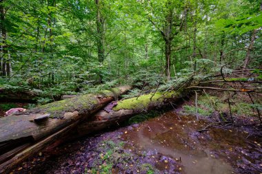 Yaz mevsimi ıslak ormanlar, kırık ölü ağaçlar, Bialowieza Ormanı, Polonya, Avrupa