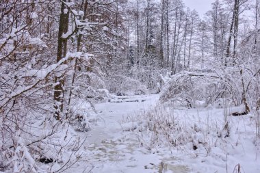 Donmuş Lesna Nehri 'nin kış manzarası bulutlu bir günde etrafını ağaçlar sarmış, Podlasie Voyvoda, Polonya, Avrupa