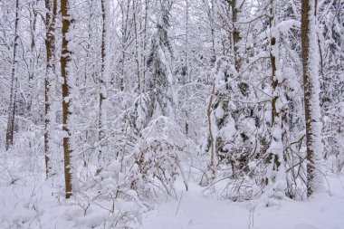 Önünde çam ağaçları, Bialowieza Ormanı, Polonya ve Avrupa olan karlı kozalaklı ağaç standlarının kış manzarası