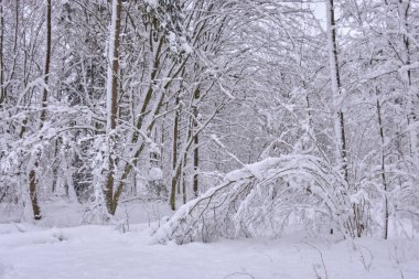 Önünde çam ağaçları, Bialowieza Ormanı, Polonya ve Avrupa olan karlı kozalaklı ağaç standlarının kış manzarası