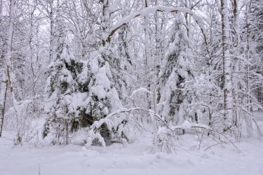 Önünde çam ağaçları, Bialowieza Ormanı, Polonya ve Avrupa olan karlı kozalaklı ağaç standlarının kış manzarası