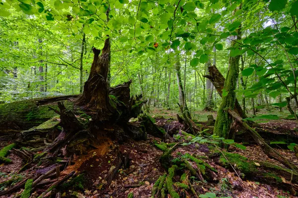 Yaz mevsimi ıslak ormanlar, kırık ölü ağaçlar, Bialowieza Ormanı, Polonya, Avrupa