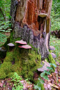 Yazın meşe ve boynuz desenli döküntü standı, önplanda çokgözenekli mantarlar, Bialowieza Ormanı, Polonya, Avrupa