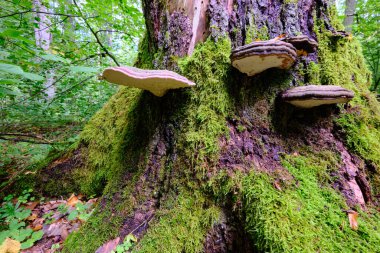 Yazın meşe ve boynuz desenli döküntü standı, önplanda çokgözenekli mantarlar, Bialowieza Ormanı, Polonya, Avrupa
