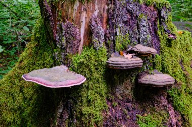 Yazın meşe ve boynuz desenli döküntü standı, önplanda çokgözenekli mantarlar, Bialowieza Ormanı, Polonya, Avrupa