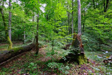 Yaz mevsimi ıslak ormanlar, kırık ölü ağaçlar, Bialowieza Ormanı, Polonya, Avrupa