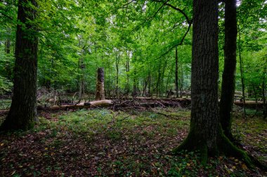 Yaz mevsimi ıslak ormanlar, kırık ölü ağaçlar, Bialowieza Ormanı, Polonya, Avrupa