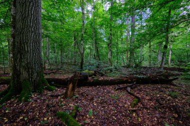 Yaz mevsimi ıslak ormanlar, kırık ölü ağaçlar, Bialowieza Ormanı, Polonya, Avrupa