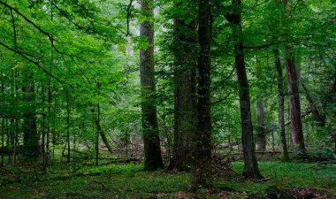 Yaz mevsimi ıslak ormanlar, kırık ölü ağaçlar, Bialowieza Ormanı, Polonya, Avrupa
