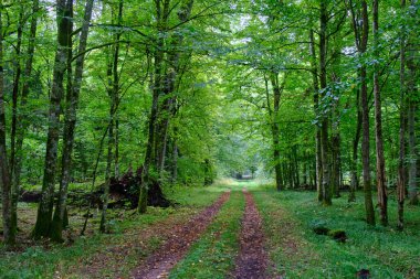 Arka planda eski ağaçlar ile Bahar yaprak döken ilkel standı, Bialowieza Orman, Polonya, Avrupa
