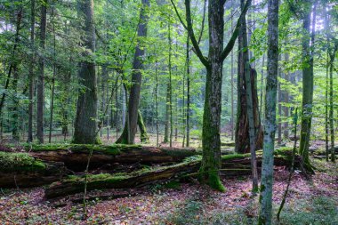 Yaz mevsimi ıslak ormanlar, kırık ölü ağaçlar, Bialowieza Ormanı, Polonya, Avrupa