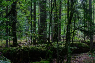 Summertime wet mixed forest with broken dead trees,Bialowieza Forest,Poland,Europe clipart