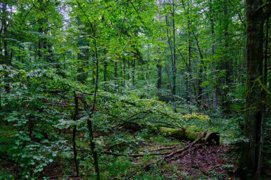 Yaz mevsimi ıslak ormanlar, kırık ölü ağaçlar, Bialowieza Ormanı, Polonya, Avrupa