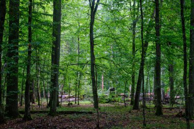 Yaz mevsimi yaprak döken ağaçlar, yerde ölü odunlar, Bialowieza Ormanı, Polonya, Avrupa