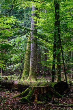 Yaz mevsimi yaprak döken ağaçlar, yerde ölü odunlar, Bialowieza Ormanı, Polonya, Avrupa