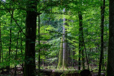 Yaz mevsimi yaprak döken ağaçlar, yerde ölü odunlar, Bialowieza Ormanı, Polonya, Avrupa