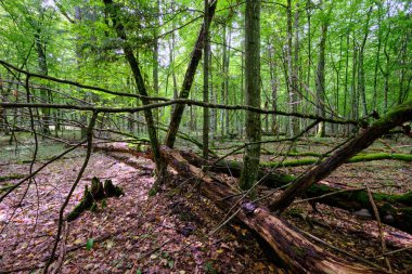 Yaz mevsimi yaprak döken ağaçlar, yerde ölü odunlar, Bialowieza Ormanı, Polonya, Avrupa