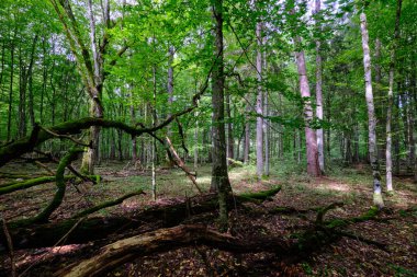 Yaz mevsimi yaprak döken ağaçlar, yerde ölü odunlar, Bialowieza Ormanı, Polonya, Avrupa