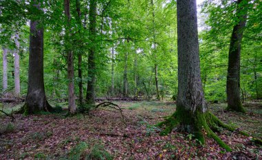 Yaz mevsimi yaprak döken ağaçlar, yerde ölü odunlar, Bialowieza Ormanı, Polonya, Avrupa