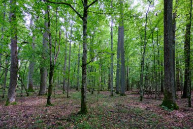 Yaz mevsimi yaprak döken ağaçlar, yerde ölü odunlar, Bialowieza Ormanı, Polonya, Avrupa