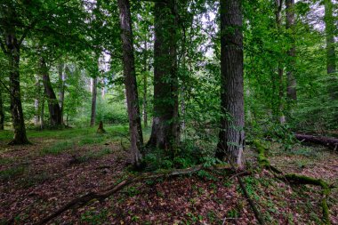 Yaz mevsimi yaprak döken ağaçlar, yerde ölü odunlar, Bialowieza Ormanı, Polonya, Avrupa