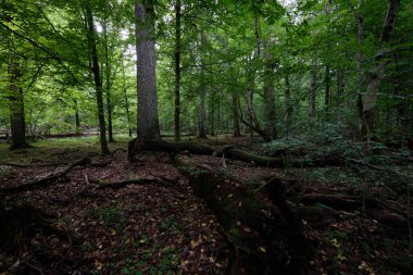 Yazın yaprak döken ağaç standında çürüyen ölü ağaçlar, Bialowieza Ormanı, Polonya, Avrupa