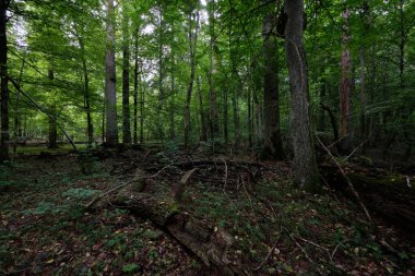 Yazın yaprak döken ağaç standında çürüyen ölü ağaçlar, Bialowieza Ormanı, Polonya, Avrupa