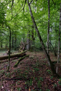 Yazın yaprak döken ağaç standında çürüyen ölü ağaçlar, Bialowieza Ormanı, Polonya, Avrupa