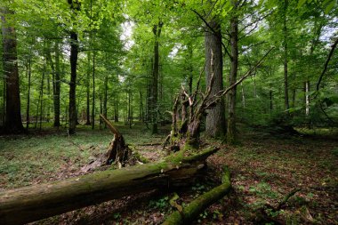 Yazın yaprak döken ağaç standında çürüyen ölü ağaçlar, Bialowieza Ormanı, Polonya, Avrupa