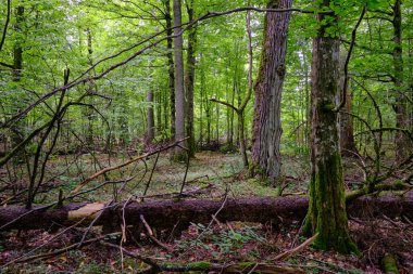 Yaz mevsimi ıslak ormanlar, kırık ölü ağaçlar, Bialowieza Ormanı, Polonya, Avrupa