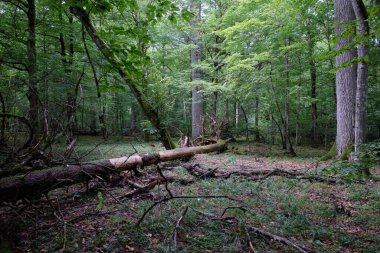 Yazın yaprak döken ağaç standında çürüyen ölü ağaçlar, Bialowieza Ormanı, Polonya, Avrupa