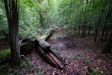 Yazın yaprak döken ağaç standında çürüyen ölü ağaçlar, Bialowieza Ormanı, Polonya, Avrupa