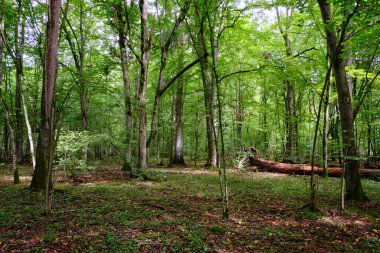 Yazın yaprak döken ağaç standında çürüyen ölü ağaçlar, Bialowieza Ormanı, Polonya, Avrupa