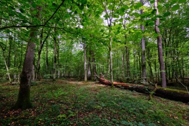 Yazın yaprak döken ağaç standında çürüyen ölü ağaçlar, Bialowieza Ormanı, Polonya, Avrupa