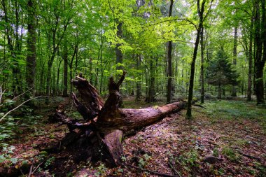 Yazın yaprak döken ağaç standında çürüyen ölü ağaçlar, Bialowieza Ormanı, Polonya, Avrupa