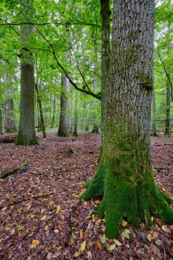 Yazın yaprak döken ağaç standında çürüyen ölü ağaçlar, Bialowieza Ormanı, Polonya, Avrupa