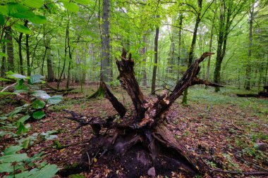 Yazın yaprak döken ağaç standında çürüyen ölü ağaçlar, Bialowieza Ormanı, Polonya, Avrupa