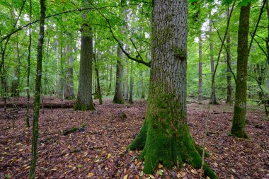 Yazın yaprak döken ağaç standında çürüyen ölü ağaçlar, Bialowieza Ormanı, Polonya, Avrupa