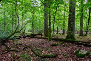 Yazın yaprak döken ağaç standında çürüyen ölü ağaçlar, Bialowieza Ormanı, Polonya, Avrupa