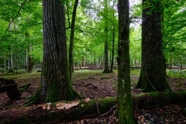 Yazın yaprak döken ağaç standında çürüyen ölü ağaçlar, Bialowieza Ormanı, Polonya, Avrupa