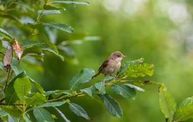 Beyaz Boğaz (Silvia Communis) yazın söğüt dalı, Podlaskie Voyvodeship, Polonya, Avrupa