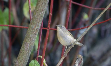 Sonbaharda havlayan kırmızı odun dalları arasında yaygın Chiffchaff (Phylloscopus collybita), Podlaskie Voyvodeship, Polonya, Avrupa