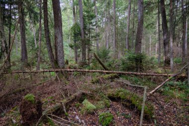 Sonbahar kozalaklı ağaç tezgahı esasen yosun kaplı ağaçlar ve arka planda kırık bir onesle, Bialowieza Ormanı, Polonya, Avrupa