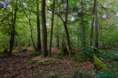 Yaprak döken sonbahar ağaç standında arka planda yaşlı alder ağaçları, Bialowieza Ormanı, Polonya, Avrupa