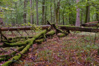 Boynuz kirişleri, Bialowieza Ormanı, Polonya ve Avrupa 'ya sarılı eski kırık boynuz kirişleri.