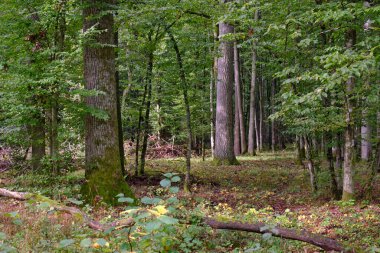Sonbahar sabahı, Bialowieza Ormanı, Polonya ve Avrupa 'da çift meşe ve boynuz kirişleri ile enkaz tezgahı