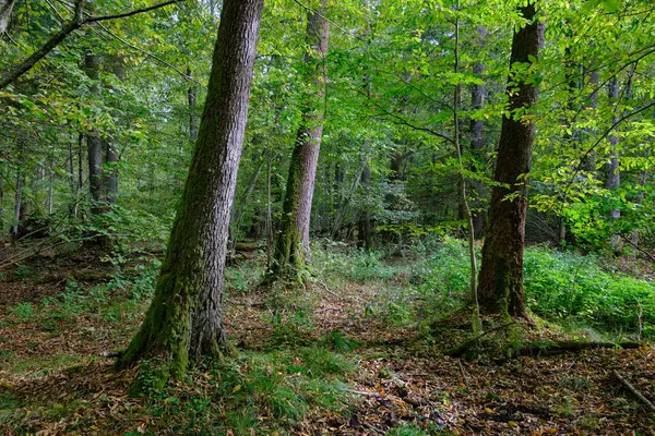 Yaprak döken sonbahar ağaç standında arka planda yaşlı alder ağaçları, Bialowieza Ormanı, Polonya, Avrupa